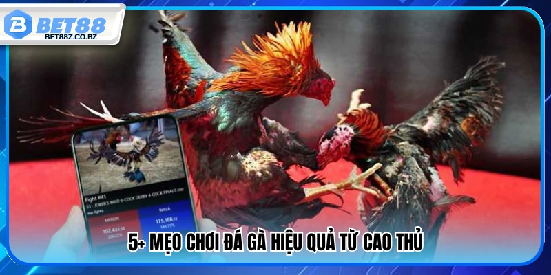 Bật Mí Top Mẹo Chơi Đá Gà Tăng Tỷ Lệ Thắng Mỗi Ngày 3 5+ mẹo chơi đá gà giúp tăng cơ hội chiến thắng